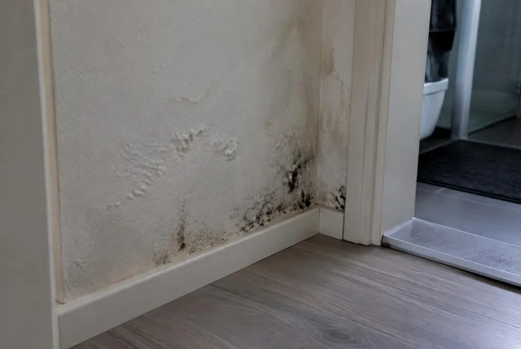 Lekdetectie Berkel en Rodenrijs – vochtplek met schimmel op een muur